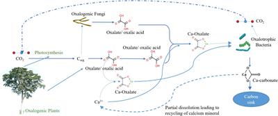 Oxalate Carbonate Pathway—Conversion and Fixation of Soil Carbon—A Potential Scenario for Sustainability